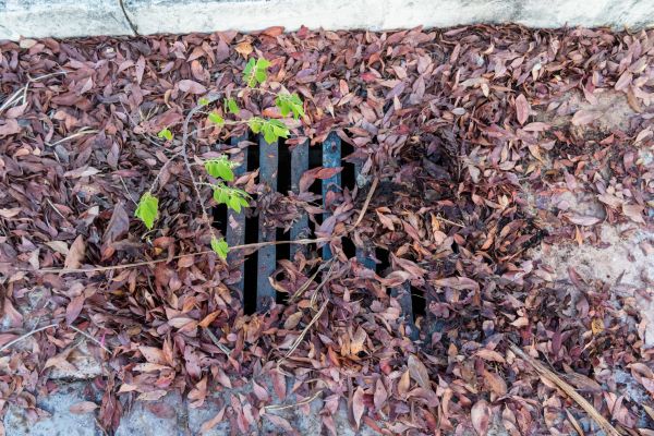 Cost of Yard Drain Unclogging in Greenwood